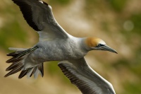 Terej australsky - Sula serrator - Australian Gannet - takapu 9624